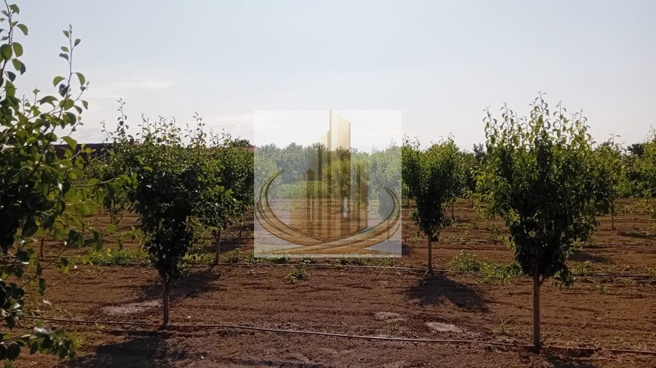 Vand/Schimb Livada Belint 16000mp - Poză 14