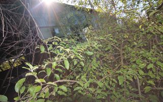 Teren de vanzare in suprafata de 5500 mp in loc.Nitchidorf - Poză 12