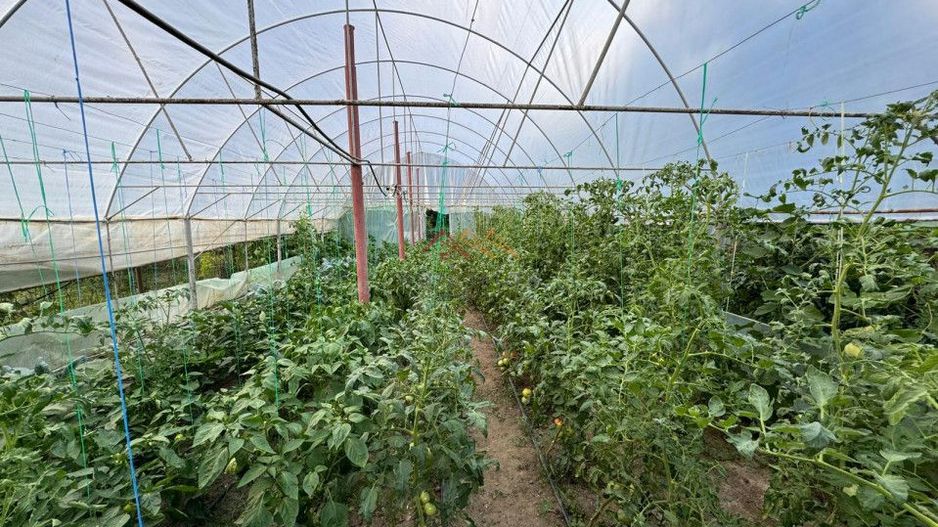 Casa 4 camere, anexe, recent renovata, foisor, teren 781mp, Izvoru, DB - Poză 12