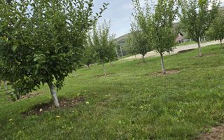 Teren Intravilan | 670 Mp |  Daia - Poză 4