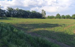 # intravilan în Țigănași la strada principală - Poză 5