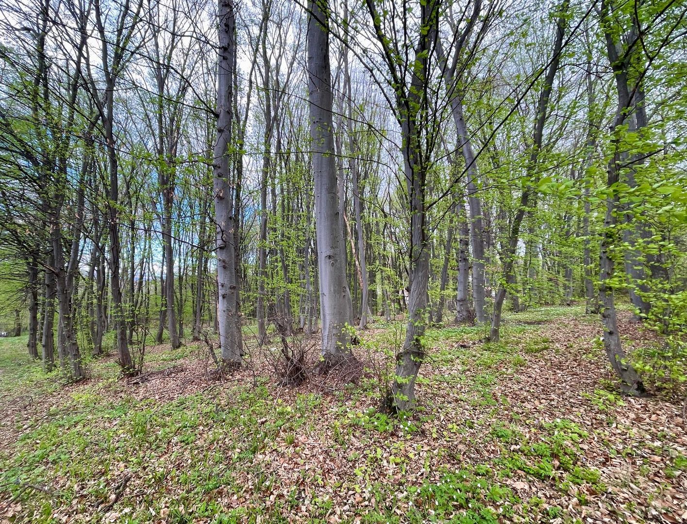 Teren cu suprafata de 10.000 mp I Faget - Poză 4