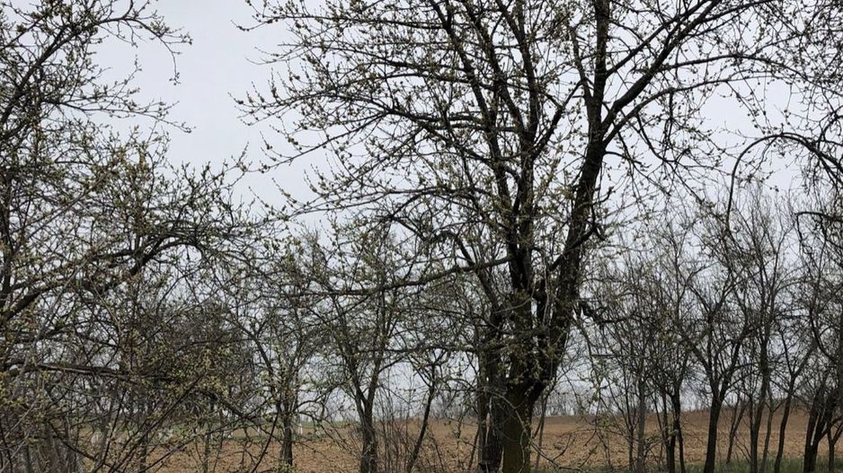 Casa cu teren 27 arii Pir - Poză 8