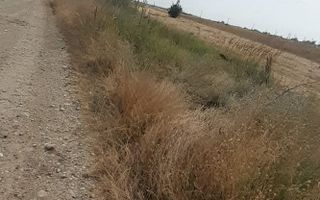 0% COMISION !!!  TEREN INTRAVILAN - BRADU - Poză 1