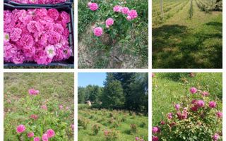 Ferma agricola, plantatii de mure, trandafiri, vita-de-vie - Poză 19