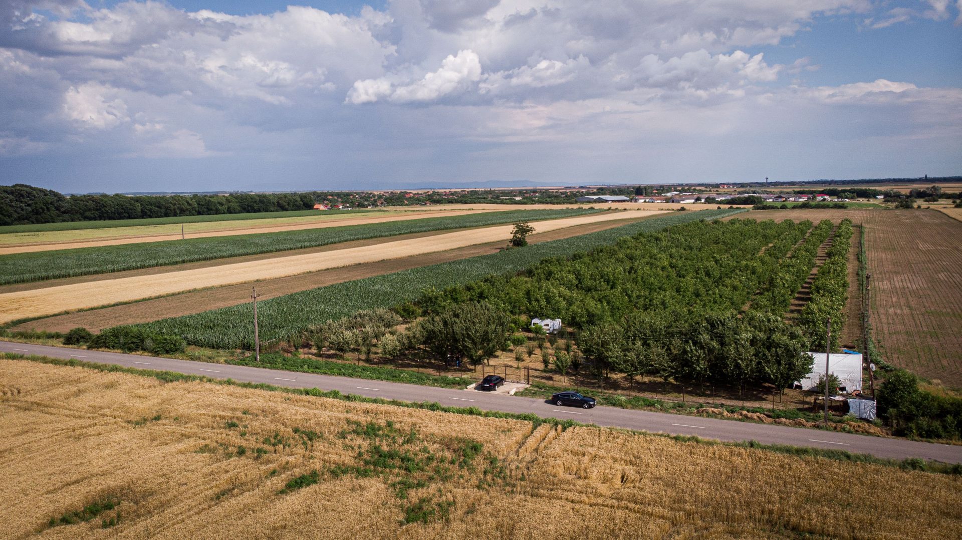 Livadă de nuci altoită și ecologică 2.5ha - Poză 2