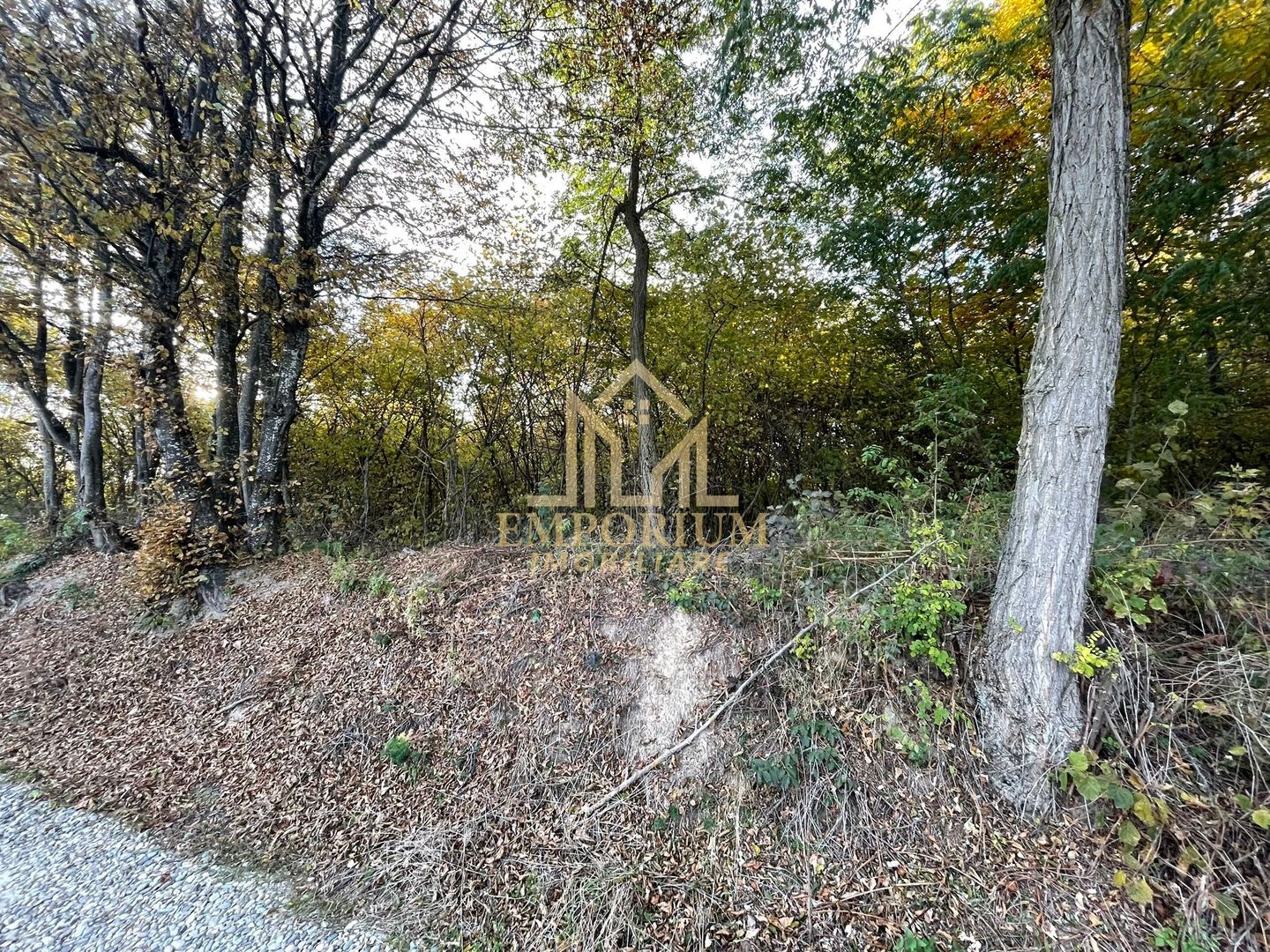 Teren Extravilan, Ciurila, Padurea Faget - Poză 8