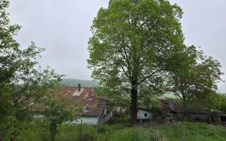 Casă tradițională 80 mp și teren intravilan 1829 mp, vedere spre pădure, Totoești, Erbiceni, Județ Iași - Poză 5