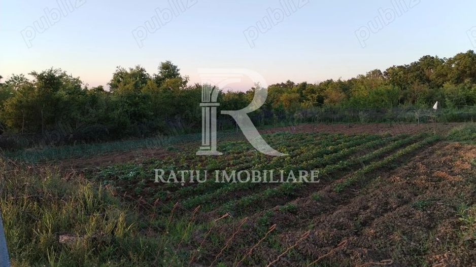Teren intravilan 888 mp | Front 24 ml | Paleu - Poză 2
