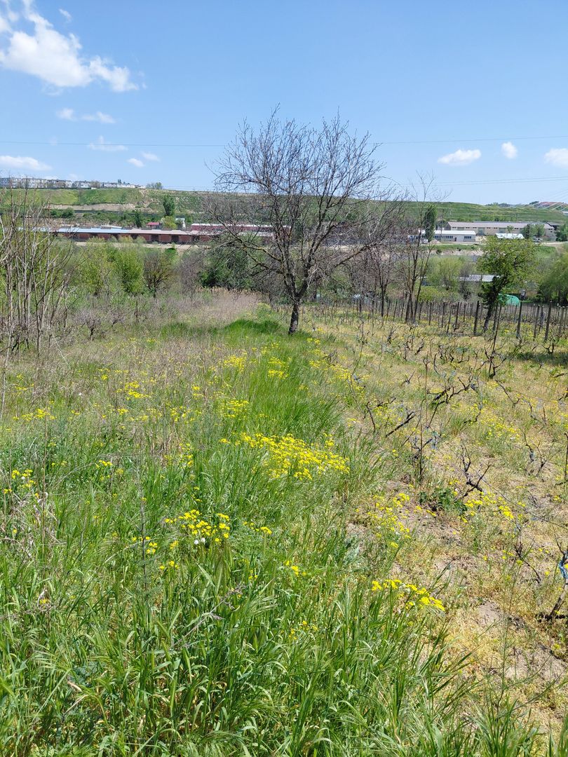 Teren intravilan 3.250 mp în Filești – Ideal pentru casă sau investiție! - Poză 22