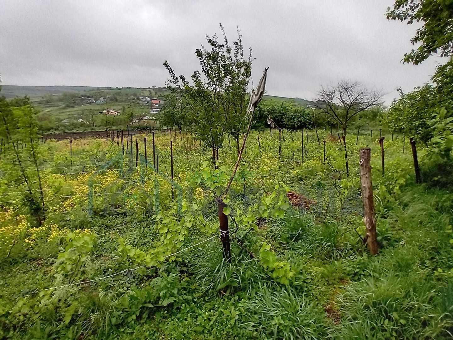 Casă cu grădină și anexe în Hoișești, la 20 minute de Iași - Poză 3