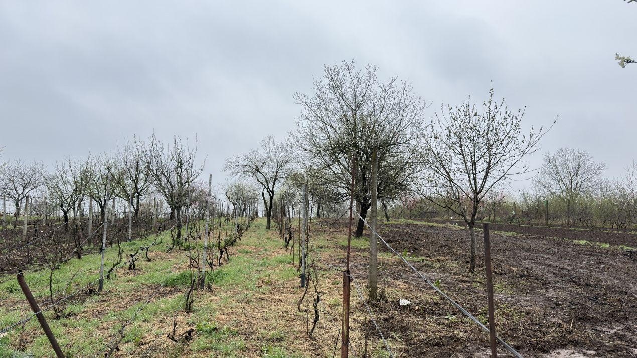 De vânzare 2 Case de vinificație cu Teren 4108 mp - Grădina Viilor - Carei - Poză 9