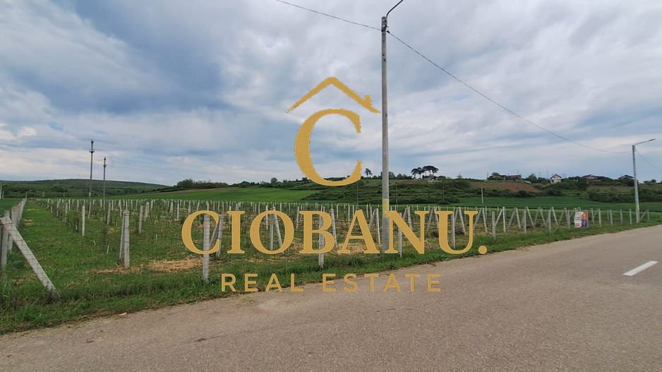Teren intravilan cu PLANTATIE DE GOJII de vanzare in Racari - Poză 18