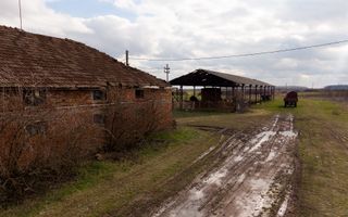 Fermă cu teren intravilan de 35000 mp în Mișca - Poză 14