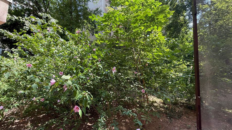 Apartament 2 Camere Teiul Doamnei Lacul Tei - Poză 3