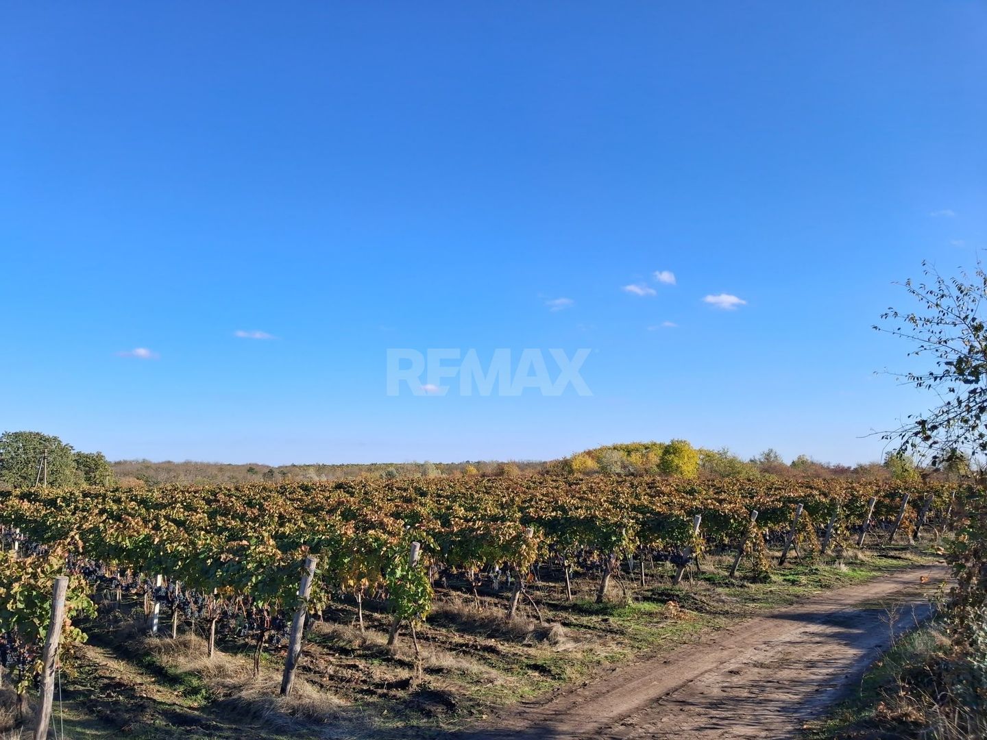 Plantație de viță-de-vie 5,7 ha  investiție cu recuperare rapidă - Poză 7