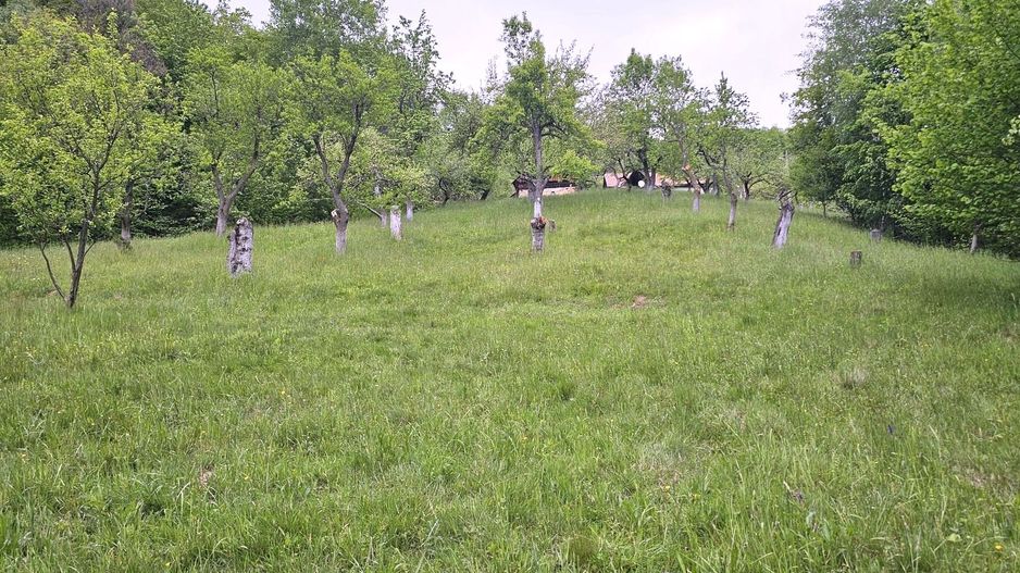 Domeniu Premium 1.7 Ha Intravilan Zărnești | Lizieră Pădure | Ideal Resort - Poză 5