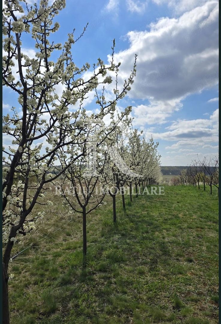 De vanzare | Teren intravilan 1500 mp | Cordau | Cu livada - Poză 7