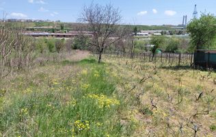 Teren intravilan 3.250 mp în Filești – Ideal pentru casă sau investiție!