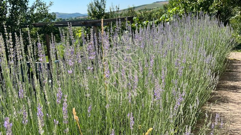 Casă ecologică 113 mp utili cu utilitati  + Teren 3100 mp, Balda, județul Mures - Poză 18
