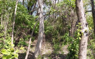 Teren intravilan 3.250 mp în Filești – Ideal pentru casă sau investiție! - Poză 18