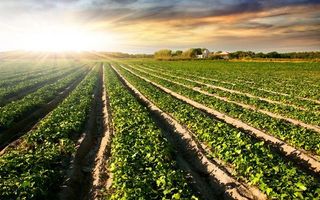 TEREN DE VANZARE - Poză 1