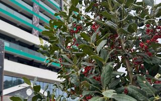 Apartament 1 camera NOU Grand Beetle Tatarasi - Poză 19