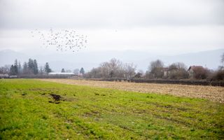 Loturi de teren, suprafete intre 467 si 535 mp, PUZ, Stupini, Albinelo - Poză 12