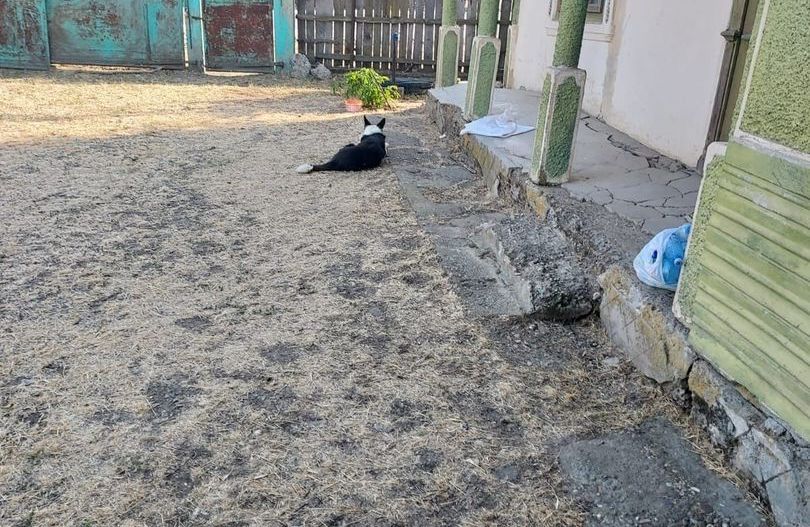 🏡 TEREN INTRAVILAN 3.800 MP – SURAIA, VRANCEA | PRET NEGOCIABIL - Poză 4