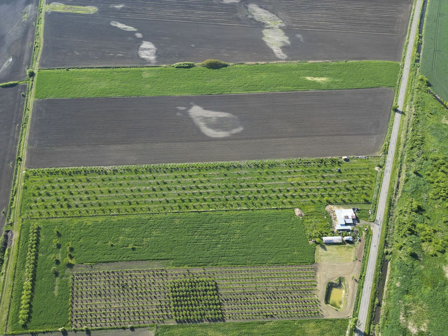 Livadă de nuci și pruni 2.4ha în Variașul Mare - Poză 23