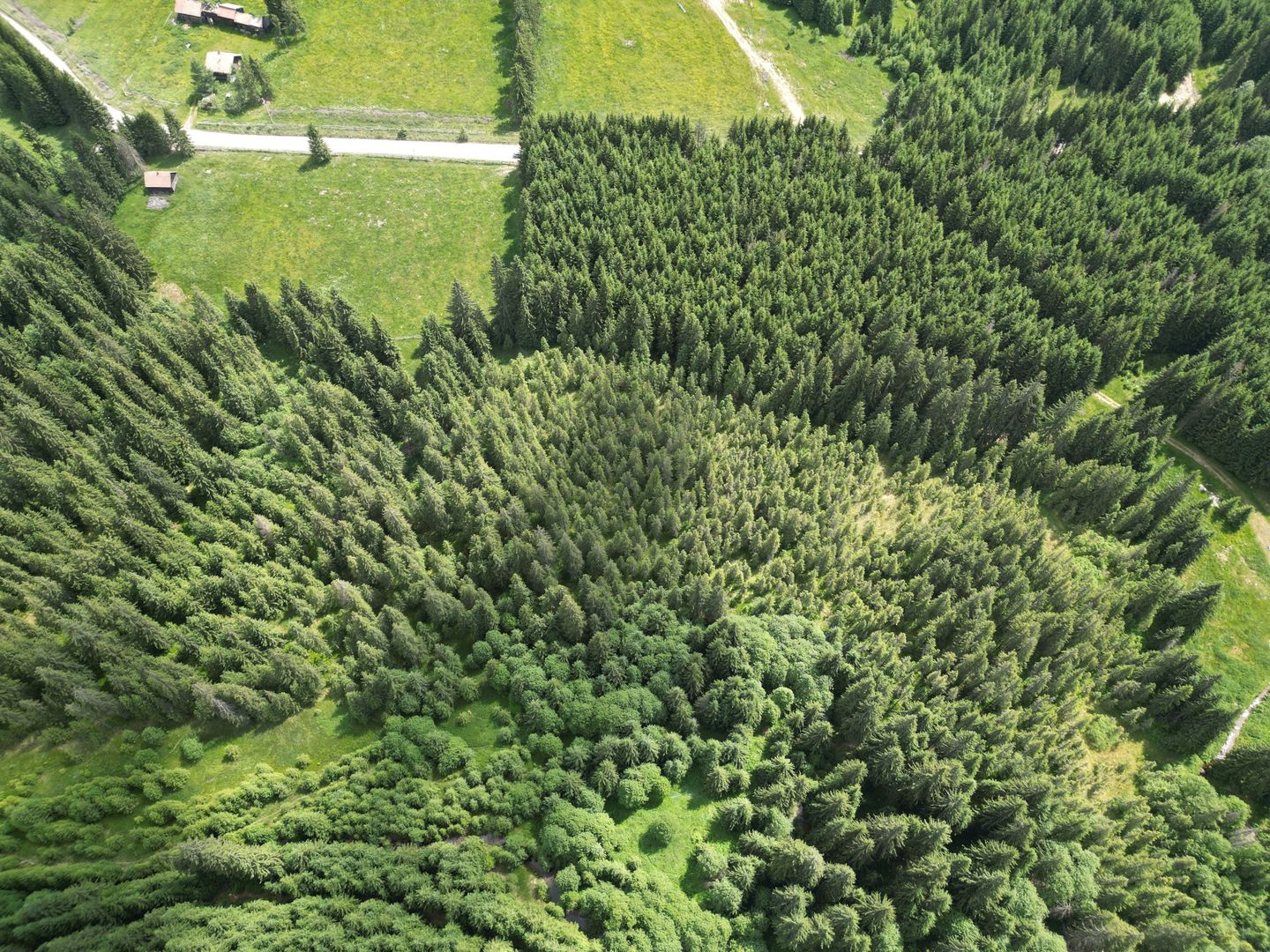 Teren extravilan 5000 MP Comandau - Poză 11