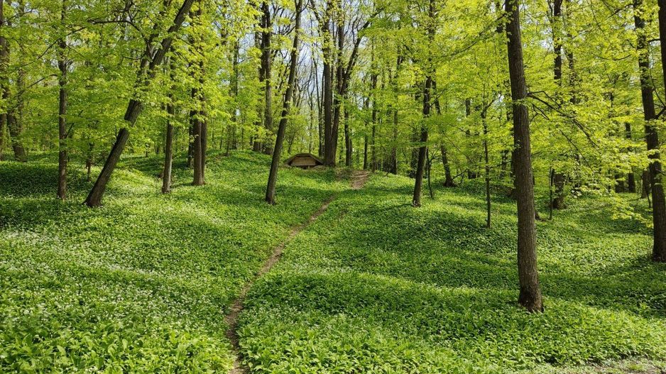 🌲 Teren 7.100 mp cu pădure proprie – Bârnova, lângă Iași - Poză 3