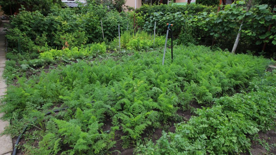 CASA CU TEREN MARE IN ZONA MEHALA - Poză 17