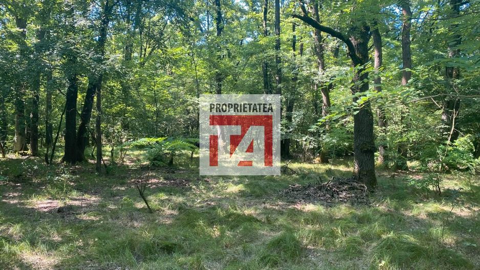 Padure Lapusel 48 ari - Poză 7