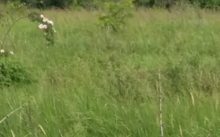 Teren Buftea cu iesire la lac - Poză 29