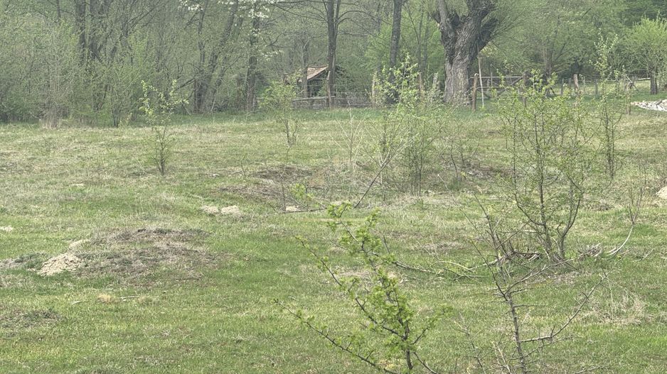 TEREN EXTRAVILAN 40000 MP, ALBESTI DE MUSCEL, CANDESTI - Poză 11