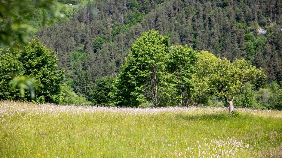 Teren intravilan - 1.050 mp în Bran cu utilitati – priveliște Bucegi - Poză 9