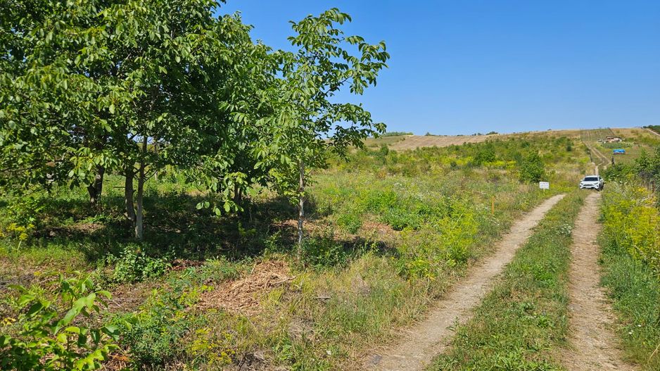 Teren 1.801 mp constructie casa individuala, Borhanci - Poză 8