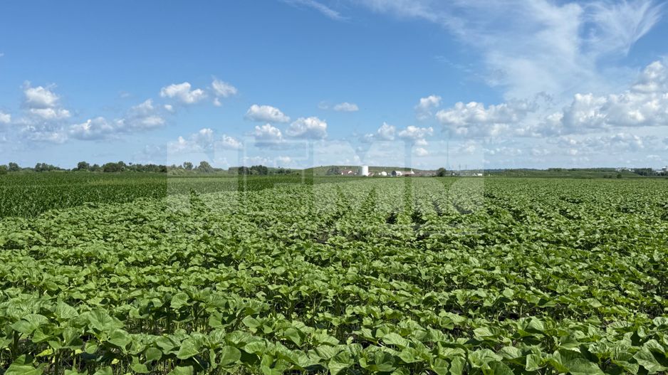 Teren extravilan de vânzare | Rădăuți | 4.000 mp - Poză 4