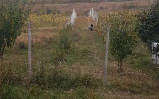 Teren intravilan - Poză 3