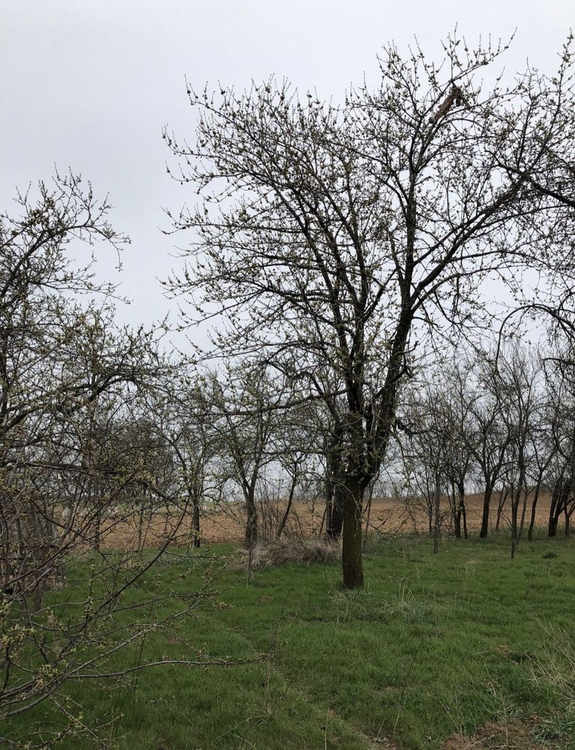 Casa cu teren 27 arii Pir - Poză 8