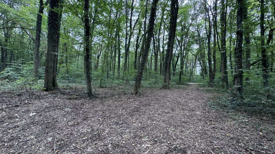 46644 mp teren in Padurea Baneasa proiect exclusivist - Poză 9