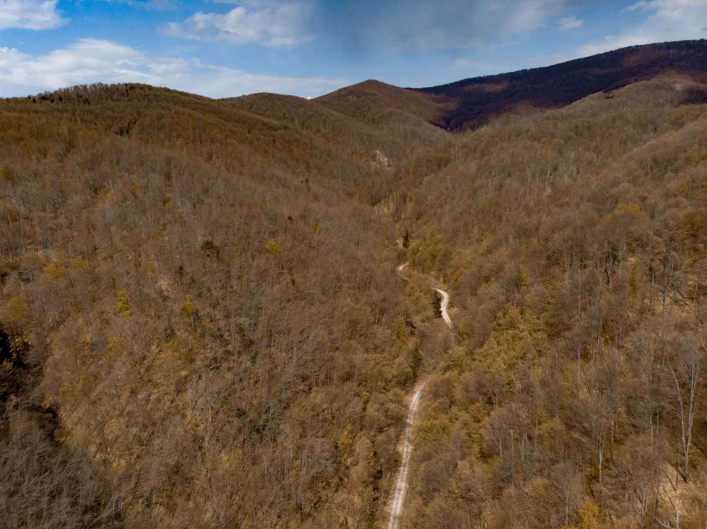 Pădure fag 51 ha în Petriș - Poză 8