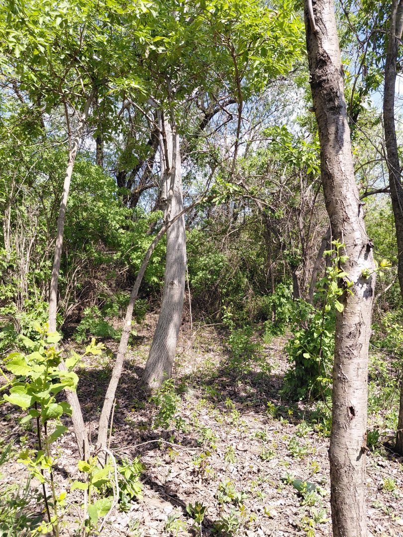 Teren intravilan 3.250 mp în Filești – Ideal pentru casă sau investiție! - Poză 18