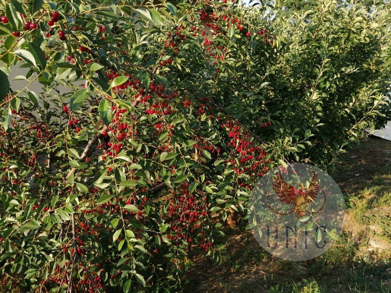 Casa 4 camere, Prejba - Poză 15