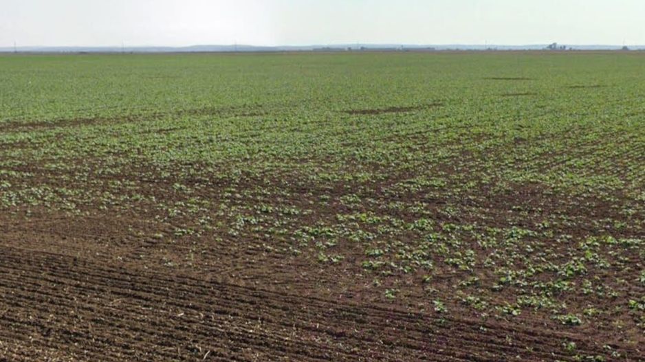 Teren 13700 mp Extravilan Livada de Bihor - Poză 4
