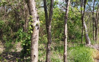 Teren intravilan 3.250 mp în Filești – Ideal pentru casă sau investiție! - Poză 19