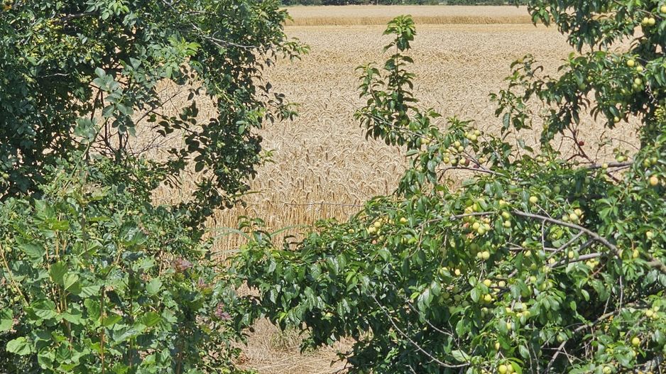 Vanzare Teren Intravilan Buftea, 750mp, str. Ulmului, Pista Biciclete - Poză 7