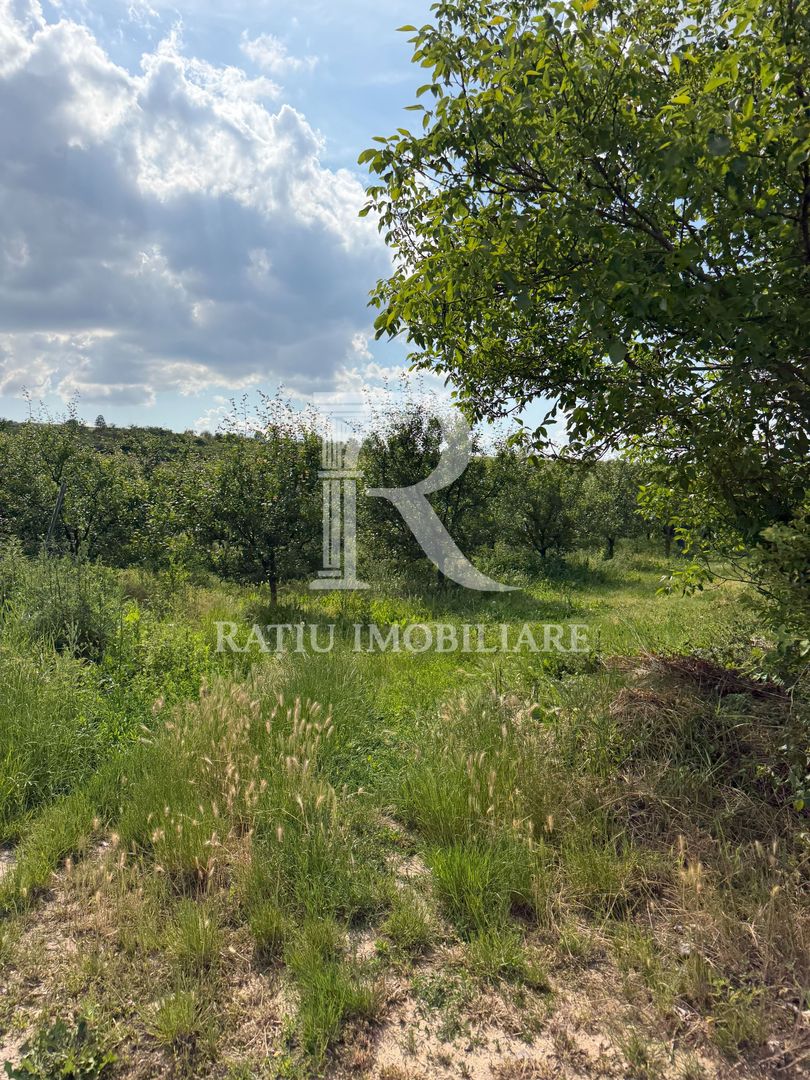 Activ agricol integrat | 67,5 ha | Oportunitate investițională - Poză 16