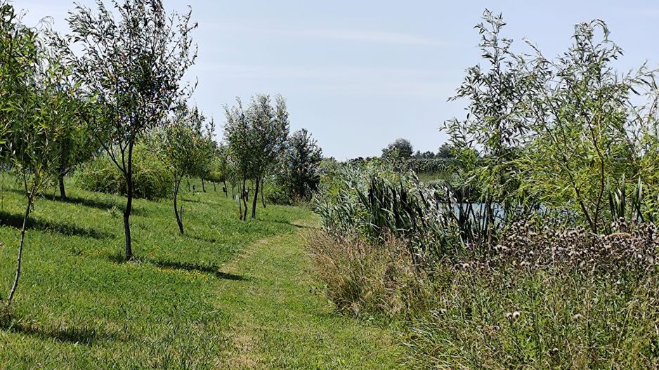 Balta de Pescuit | Cabana din Busteni | Teren 6,37 ha | langa Oradea - Poză 18